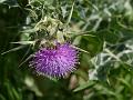 Milk Thistle